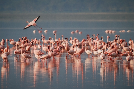 Water nature bird group Photo