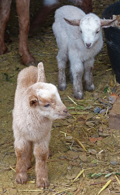 Goat pasture sheep mammal