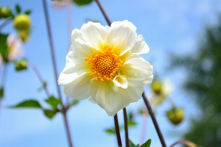 Nature blossom plant sun Photo