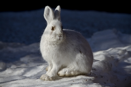 Nature snow white night Photo