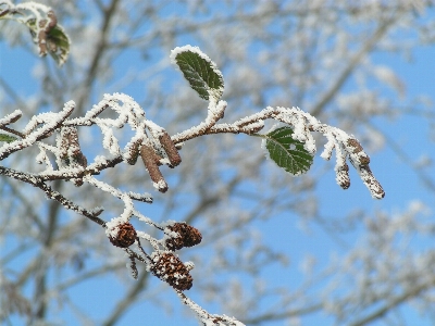 Tree nature branch blossom Photo