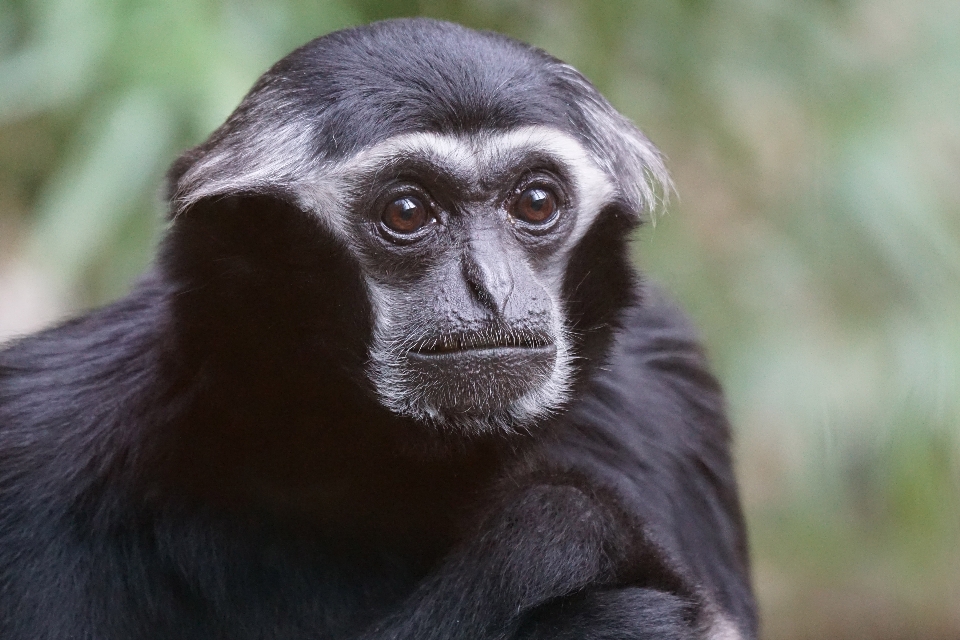 Wildlife zoo mammal monkey