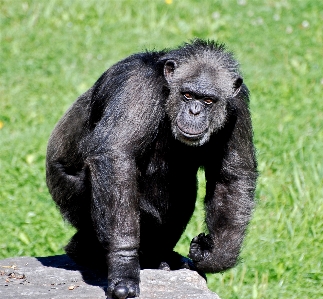 Animal travel wildlife zoo Photo