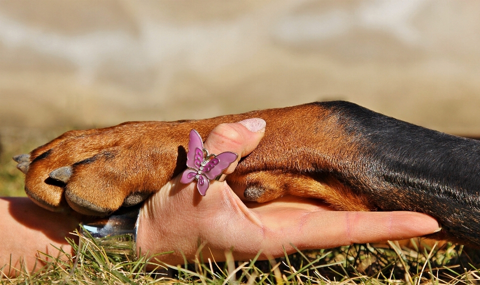 Main chiot chien mammifère