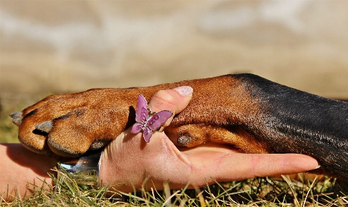 El köpek yavrusu memeli Fotoğraf