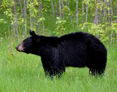 Nature animal cute bear Photo