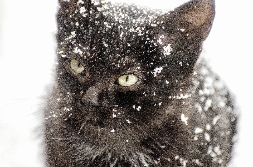 Nevicare freddo inverno bianco