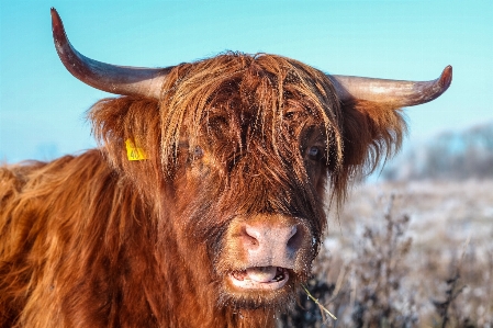 Grass animal wildlife horn Photo