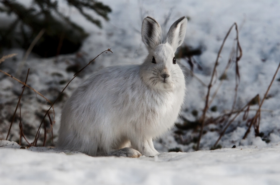 Natureza neve inverno branco