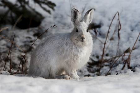 Nature snow winter white Photo