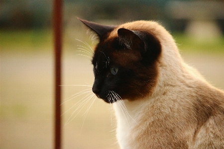 猫 哺乳類 黒猫 fauna 写真