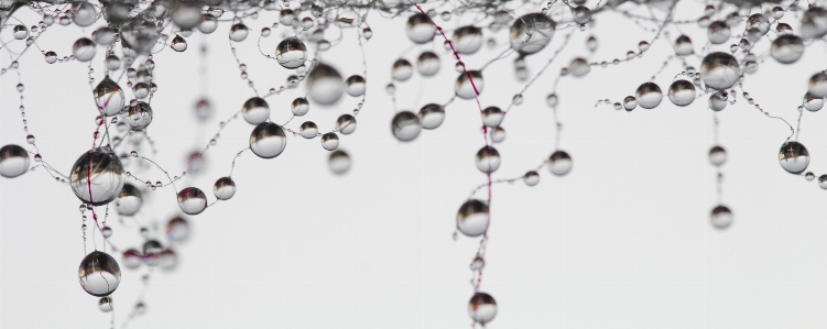 Branch white twig droplets Photo