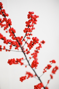 Tree nature branch blossom Photo