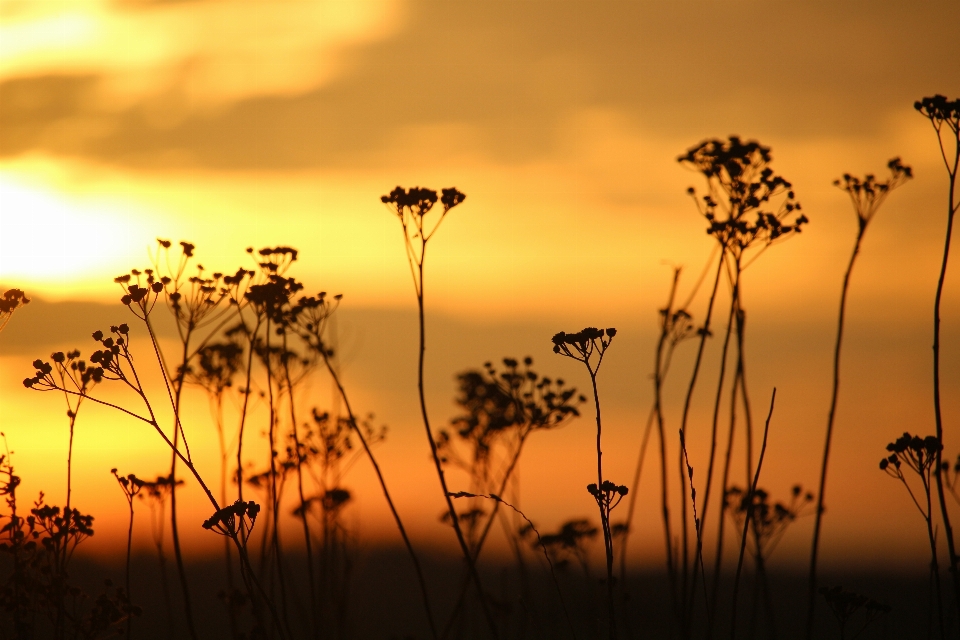 Nature herbe horizon nuage