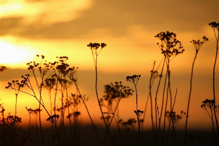 Nature grass horizon cloud Photo