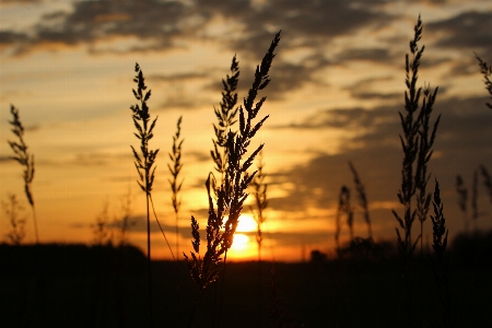 Nature grass horizon cloud Photo