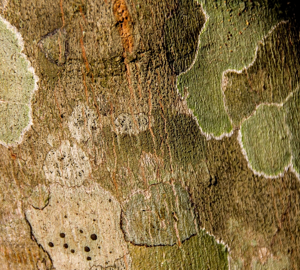 Baum natur rock anlage