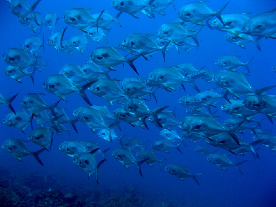 Mer océan sous-marin la biologie