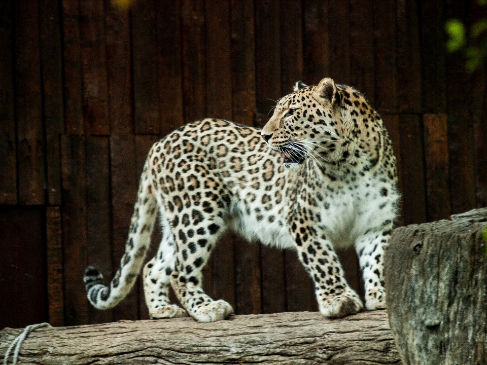 Nature animal faune zoo