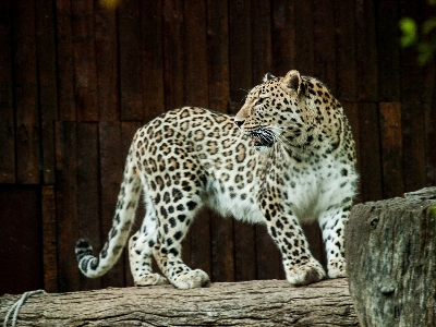 Zdjęcie Natura zwierzę dzikiej przyrody ogród zoologiczny