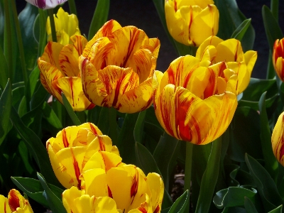 Blossom plant flower petal Photo