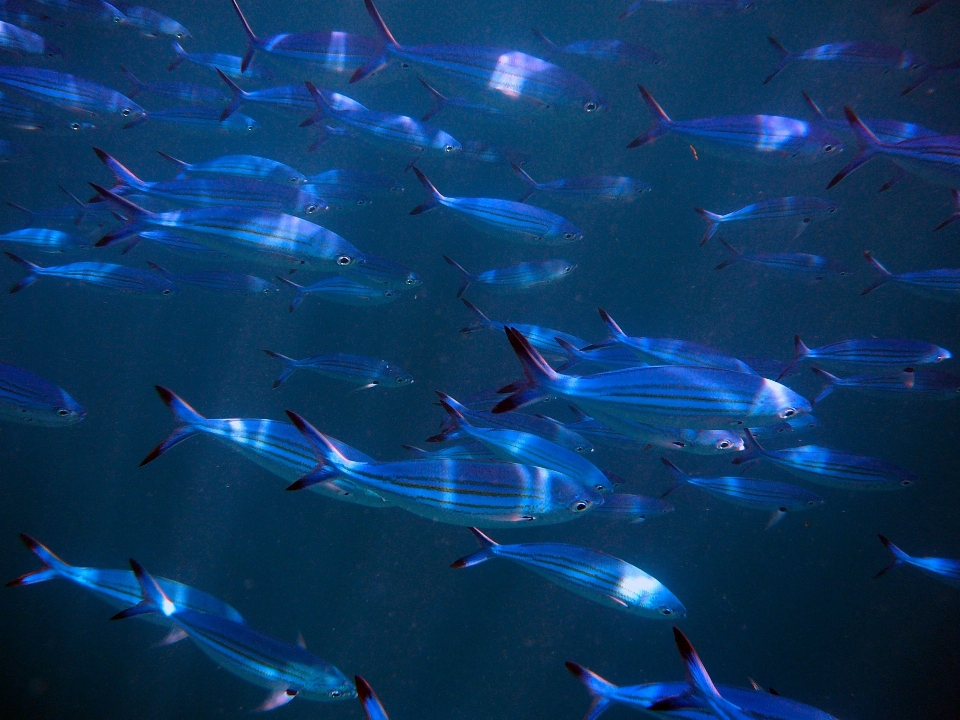 Ocean underwater biology blue