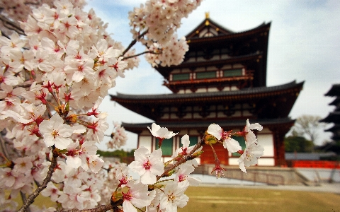 Blossom plant flower spring Photo