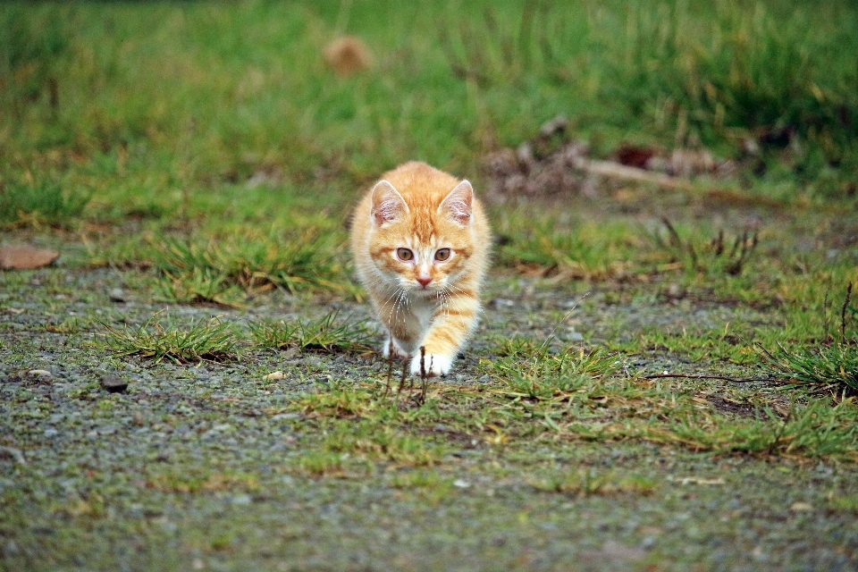 Nature herbe faune chaton