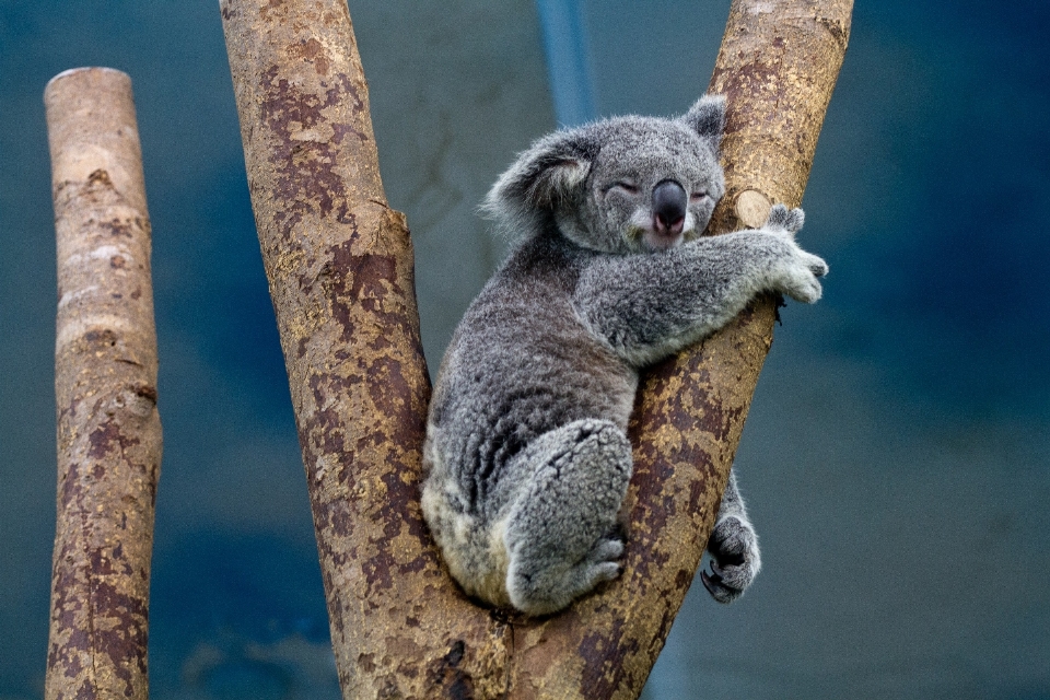 Pohon alam cabang imut-imut