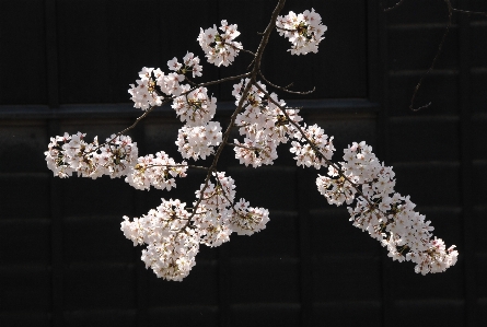 Branch blossom plant white Photo