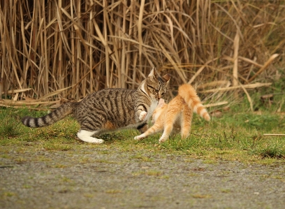 Prairie play wildlife kitten Photo