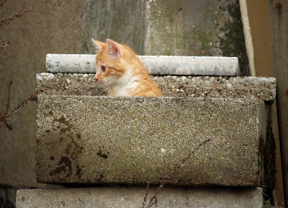 結石 子猫 猫 哺乳類 写真