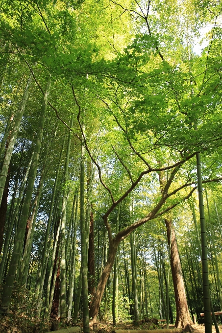 Lanskap pohon alam hutan