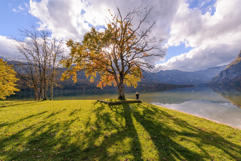 Paisagem árvore natureza grama