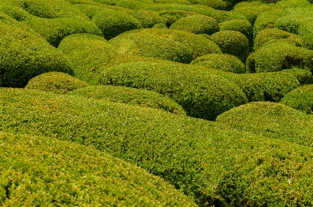 風景 木 自然 植物 写真