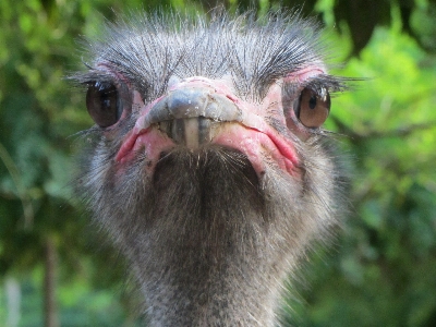 Foto Natura uccello animale animali selvatici