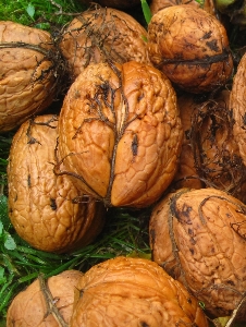 Foto Alam makanan hijau memanen