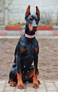 Foto Tempat duduk
 rumah anjing satwa