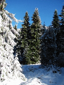 Landscape tree nature forest Photo