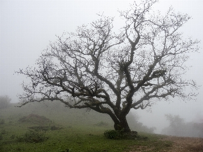 Foto Paesaggio albero natura ramo