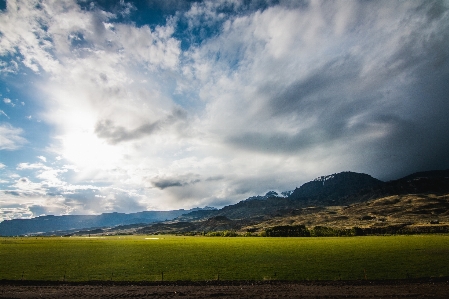 Landscape tree nature grass Photo