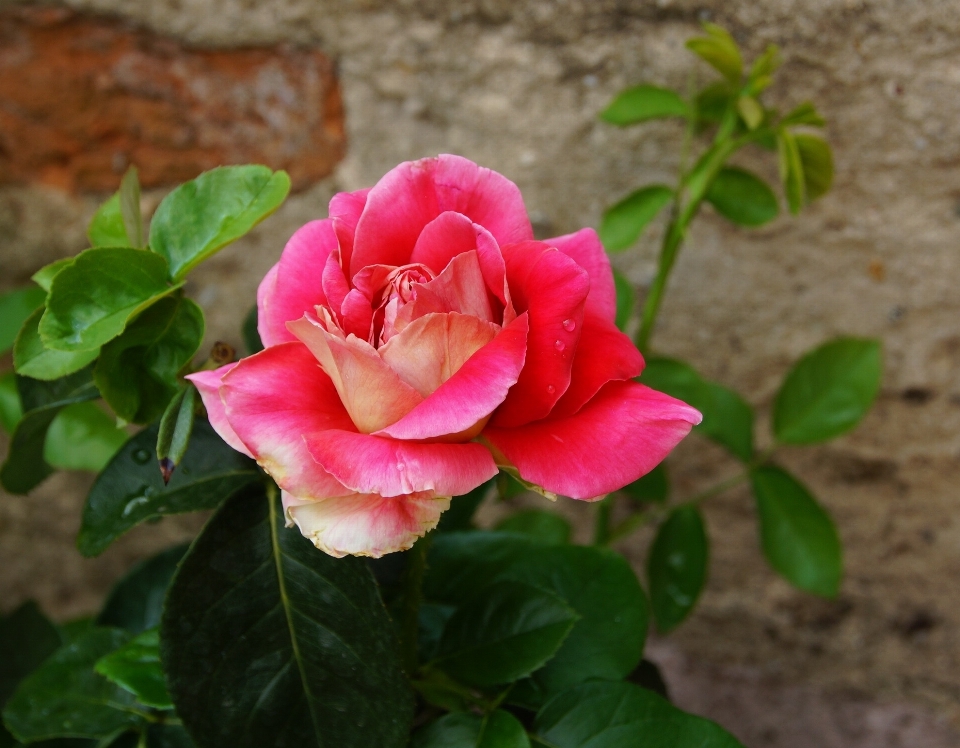 Usine fleur pétale épine