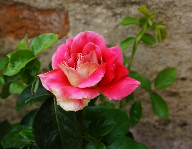 Plant flower petal thorn Photo