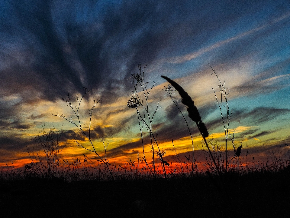 Paysage nature herbe horizon