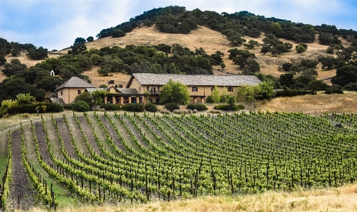 Landscape plant grape vineyard Photo