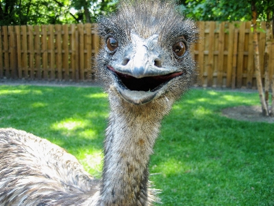 自然 鳥 見ている 野生動物 写真