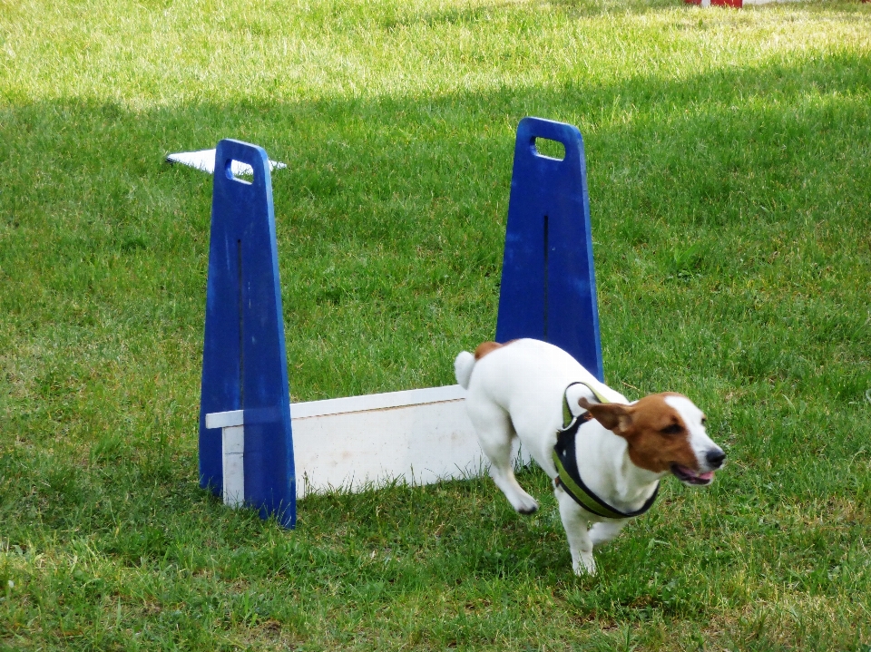 Esporte jogar cachorro animal