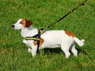 Photo Herbe chien animal de compagnie