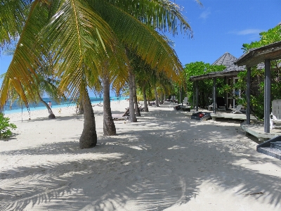 Beach sea tree water Photo