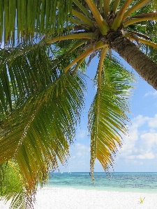 Beach sea tree water Photo